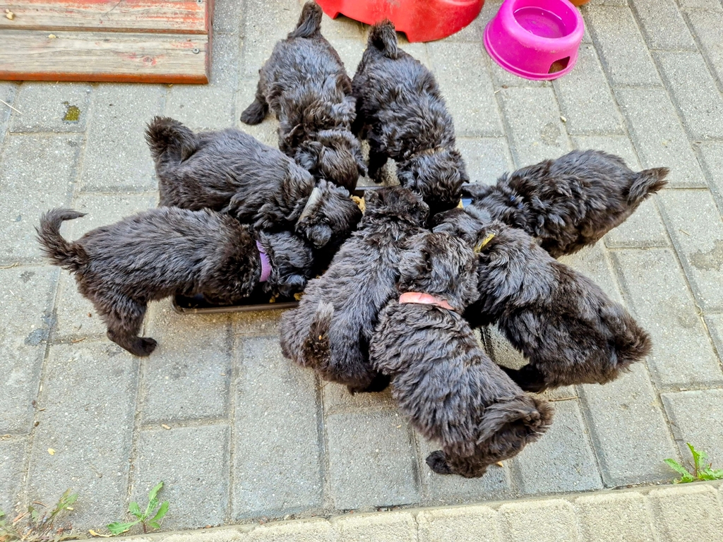 ZSlitter